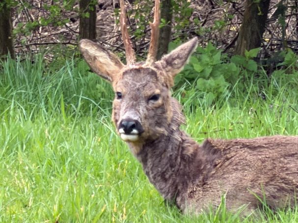 Up close and personal with the local wildlife